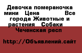 Девочка помераночка мини › Цена ­ 50 000 - Все города Животные и растения » Собаки   . Чеченская респ.